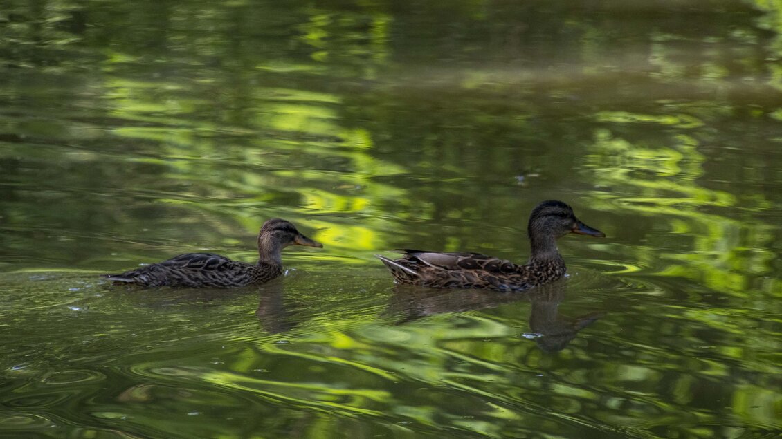 Zwei Enten schwimmen ruhig auf einem grünen Teich. Das Wasser spiegelt das Licht und die Umgebung wider. | © Kurkommission Bad Blumau