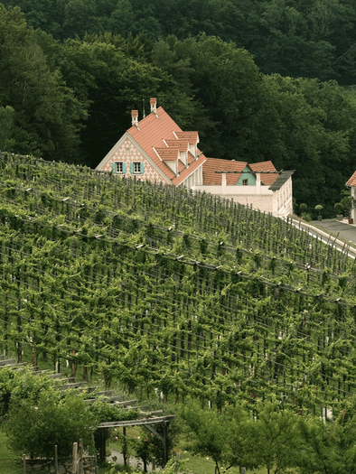 Bioweingut Belyweis | © Bioweingut Bleyweis