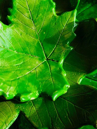 Ein grünes Blatt auf einer attraktiven Unterlage aus ähnlichen Blättern. Das Bild zeigt frische und lebendige Grüntöne. | © Blattwerk Manufaktur, Theresa Stieböck