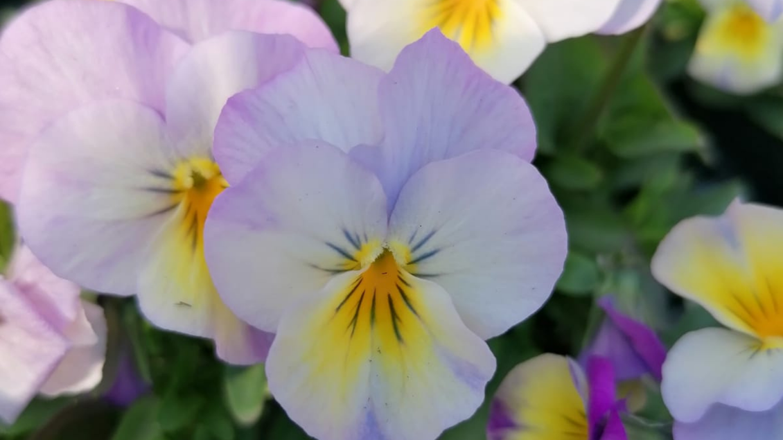 Gärtnerei Maierhofer, Blumendekoration in weiß | © Melanie Maierhofer