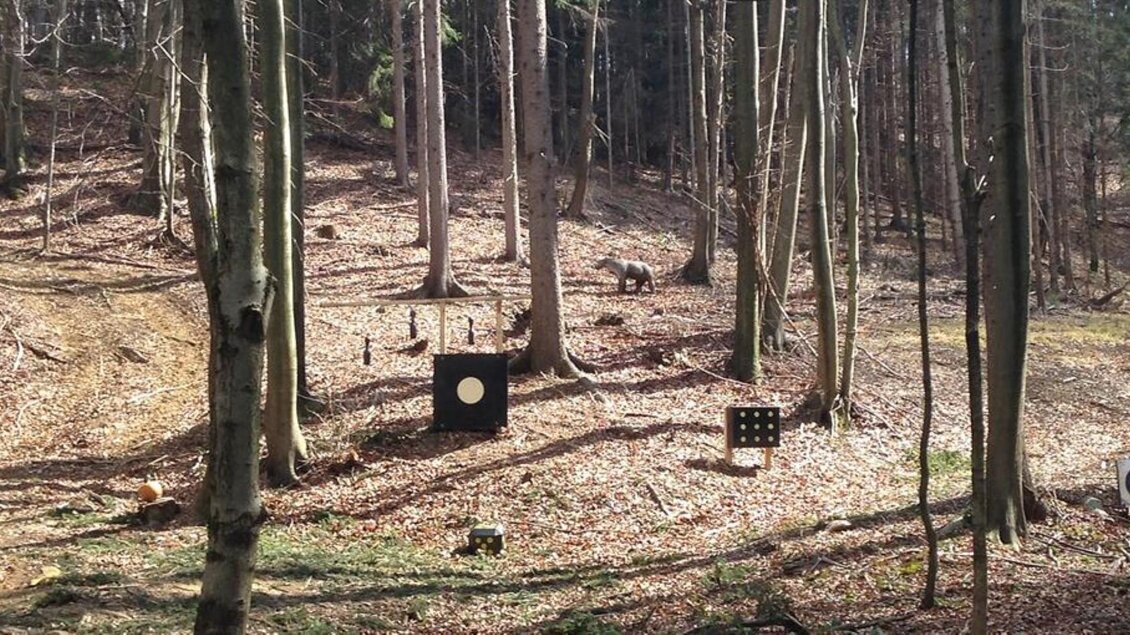 Ein Waldgebiet mit mehreren Zielscheiben auf der Lichtung. Der Boden ist mit Laub bedeckt und es gibt hohe Bäume im Hintergrund. | © Bogenparcours Siebernegg