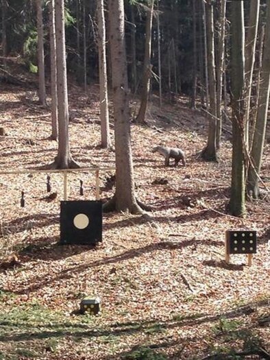 Ein Waldgebiet mit mehreren Zielscheiben auf der Lichtung. Der Boden ist mit Laub bedeckt und es gibt hohe Bäume im Hintergrund. | © Bogenparcours Siebernegg