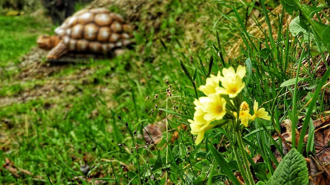 Schildkröte | © Julia Perhab