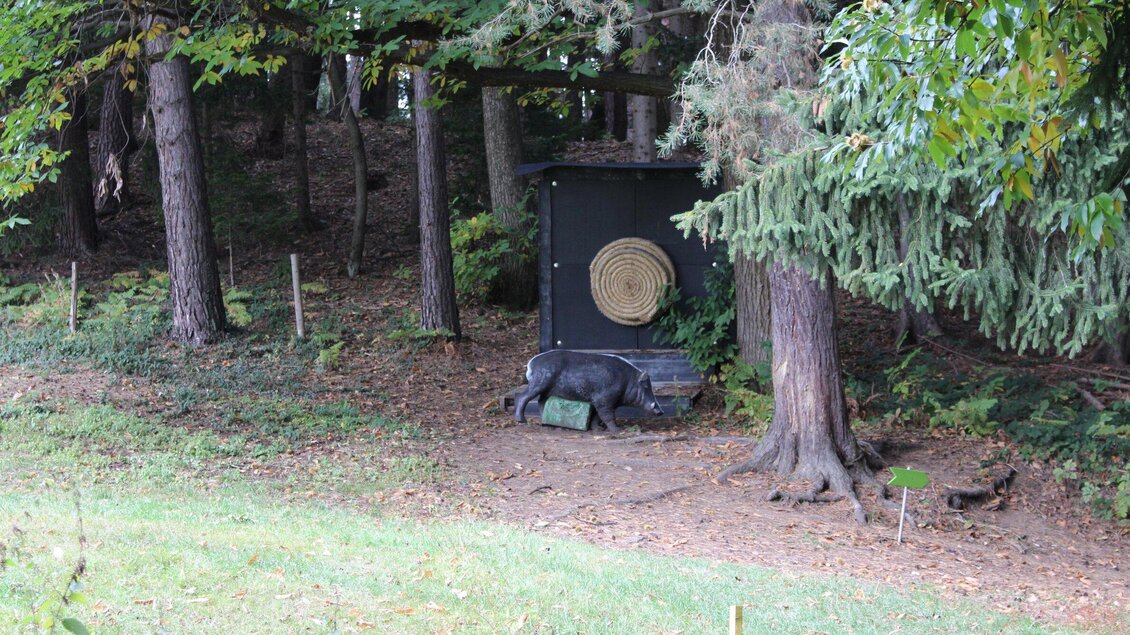 Ein Schwein steht in einem Waldgebiet neben einer Futtersäule. Die Umgebung ist grün mit vielen Bäumen. | © Archery Freaks - Frahs