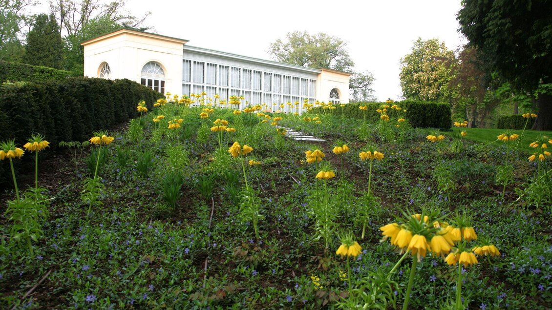 Gelbe Blüten auf Blumenbeet vor der Orangerie im Burggarten Graz | © Graz Tourismus-Harry Schiffer