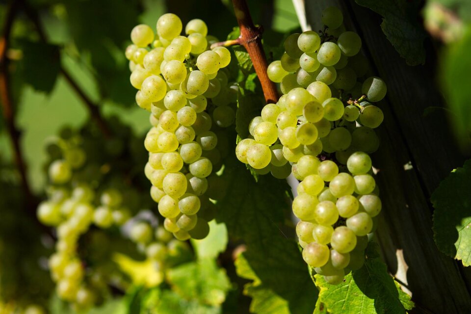 wine tavern "Glöckerlwirtin" in Bad Gleichenberg - Impression #1 | © Thermen- & Vulkanland