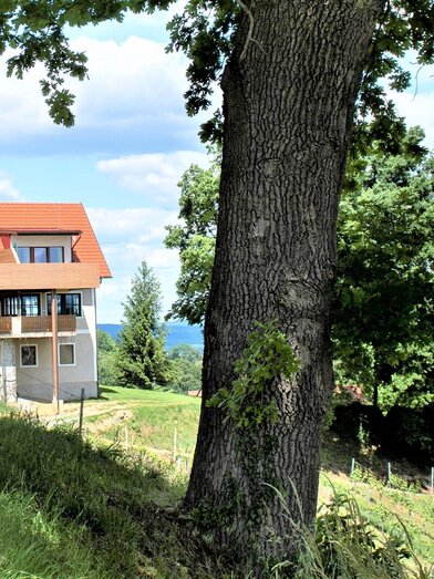 Weingut und Buschenschank Assigal | © Weingut Assigal | Weingut Assigal | © Weingut Assigal