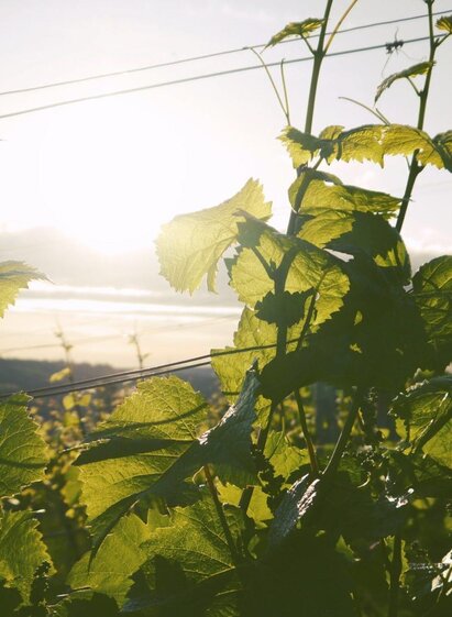 Buschenschank Breitenberger_Vine_Eastern Styria | © Buschenschank Breitenberger