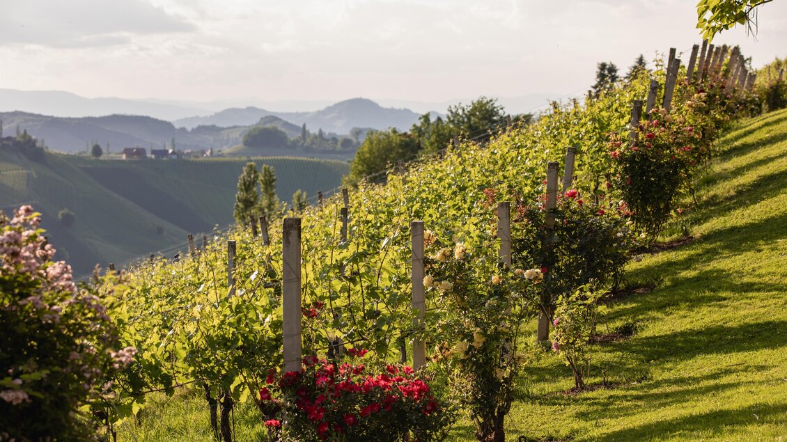 Brolli 7 | © Thomas Windisch