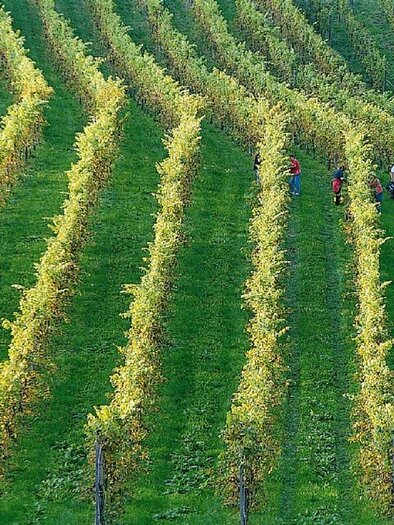Buschenschank Ernst_Weinlese_Oststeiermark | © Tourismus Oststeiermark