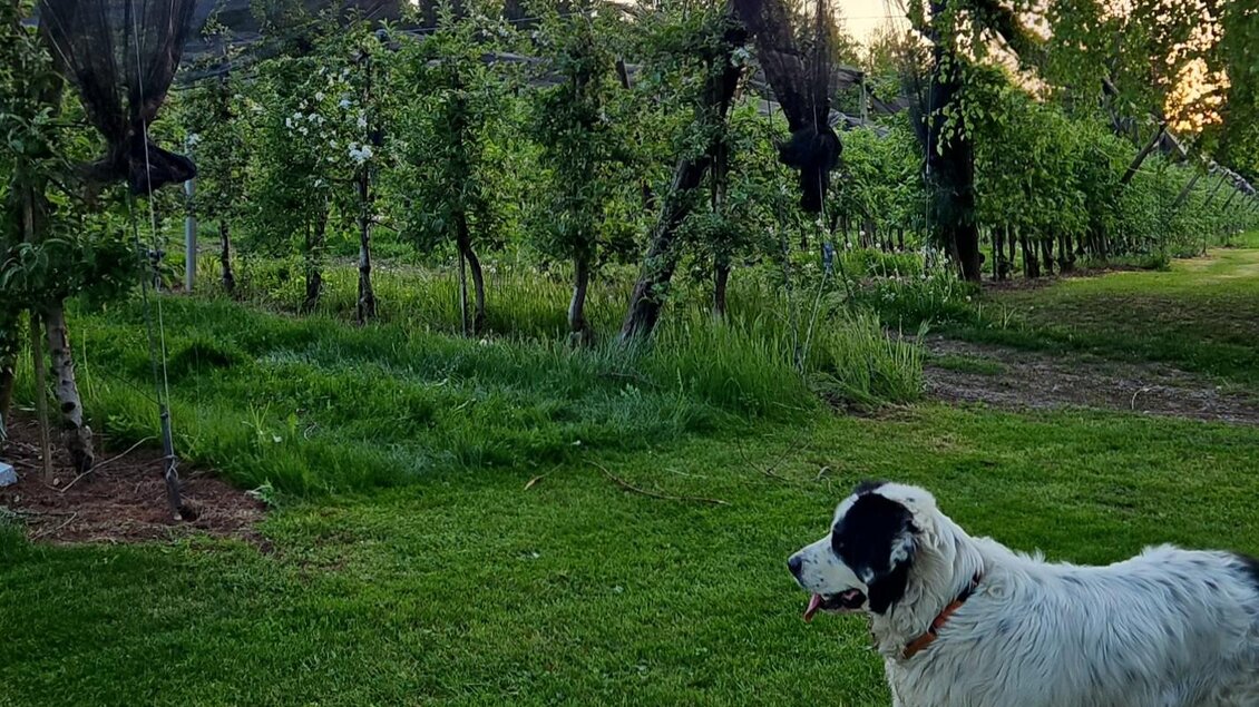 Buschenschank Grillbauer-Gantschnigg_Hund | © Ulrich Gantschnigg
