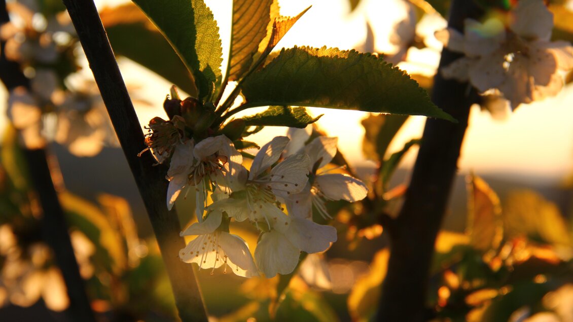 Eine blühende Kirschblüte im warmen Licht der Abendsonne. Die zarten weißen Blüten heben sich von den grünen Blättern ab. | © Thermen- und Vulkanland