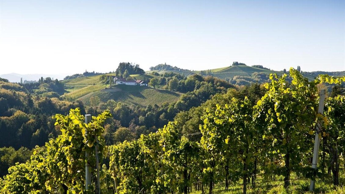 Eine malerische Weinberglandschaft mit sanften Hügeln und reifen Reben. Im Hintergrund sind grüne Wälder und ein klarer blauer Himmel sichtbar. | © Hack-Gebell