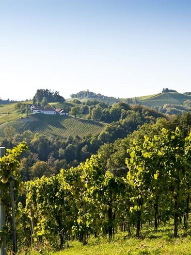 Eine malerische Weinberglandschaft mit sanften Hügeln und reifen Reben. Im Hintergrund sind grüne Wälder und ein klarer blauer Himmel sichtbar. | © Hack-Gebell