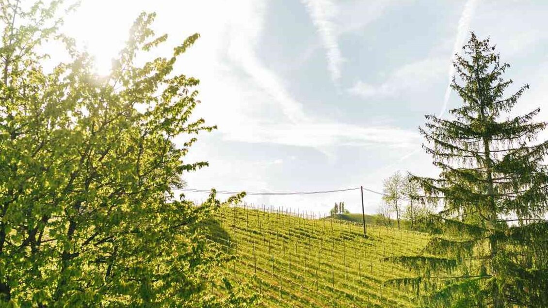 Eine grüne Weinlandschaft mit sanften Hügeln und hohen Bäumen. Der Himmel ist hell und klar mit wenigen Wolken. | © Hack-Gebell