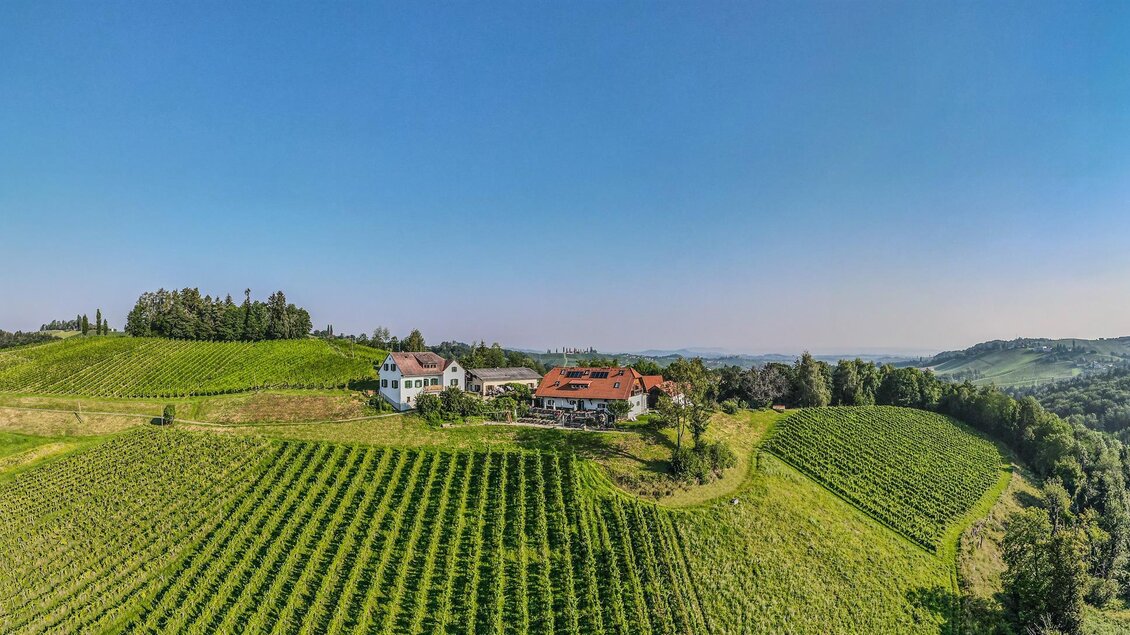 Eine malerische Weinlandschaft mit sanften Hügeln und Reihen von Weinreben. Im Hintergrund steht ein charmantes Gebäude unter klarem blauen Himmel. | © Hack-Gebell