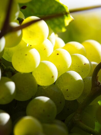 Sujetfoto Trauben | © Thermen- & Vulkanland