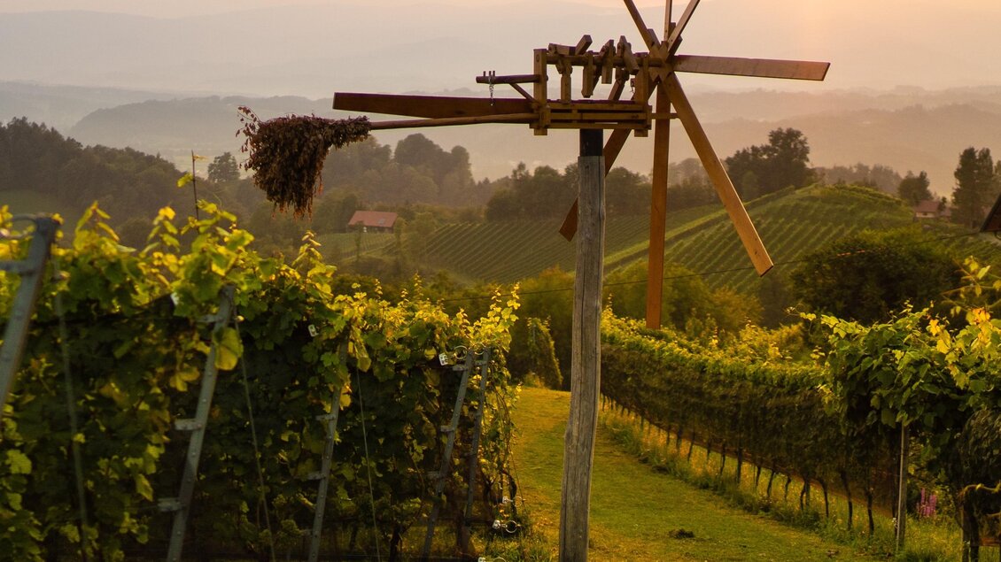 Ein malerisches Weinberg mit grünen Reben und einem großen Windrad im Hintergrund. Die Sonne geht langsam unter und erzeugt eine warme, goldene Lichtstimmung. | © Alois Stingl | Klapotetzhof Silberschneider