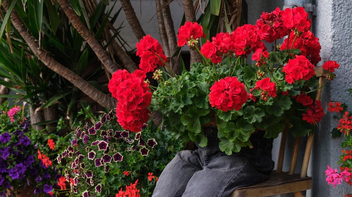 Eine Person sitzt auf einem Stuhl und ist von leuchtend roten Geranien umgeben. Im Hintergrund sind weitere Pflanzen zu sehen. | © Schilcherland Steiermark