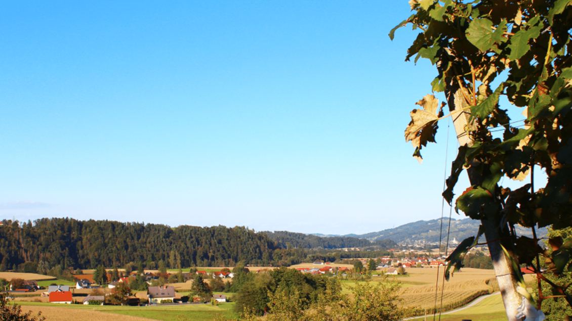 Eine malerische Landschaft mit sanften Hügeln und einem klaren blauen Himmel. Im Vordergrund sind einige Bäume und Felder zu sehen. | © Marion & Peter Labanz | Buschenschank Labanz
