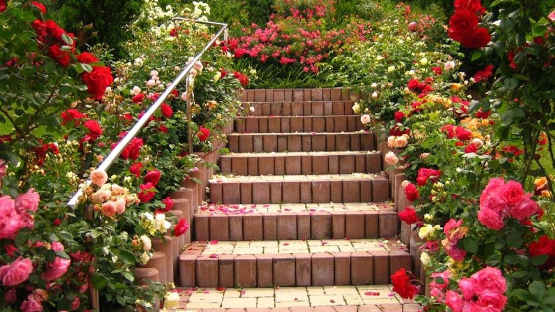 Eine malerische Treppe, umgeben von bunten Rosen in verschiedenen Farben. Der Weg ist mit blühenden Pflanzen gesäumt und vermittelt eine einladende Atmosphäre. | © Weingut Lambauer