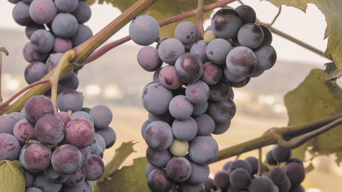 Trauben wachsen an einem Weinberg. Sie sind dunkelblau und lila und hängen dicht beieinander.
