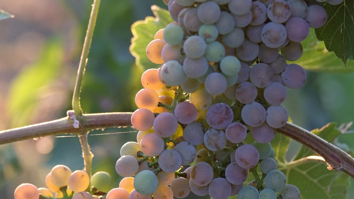 Maurer_Traube_Oststeiermark | © Tourismusverband Oststeiermark