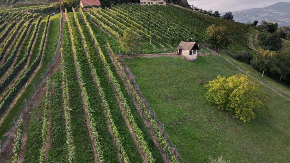 Buschenschank Muhr_Weingärten_Oststeiermark | © Buschenschank Muhr