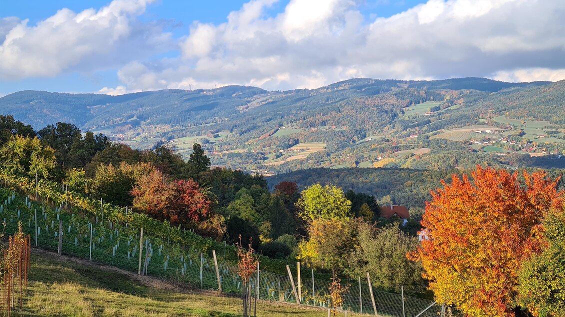 Buschenschank Muhr_Weingarten_Oststeiermark | © Tourismusverband Oststeiermark