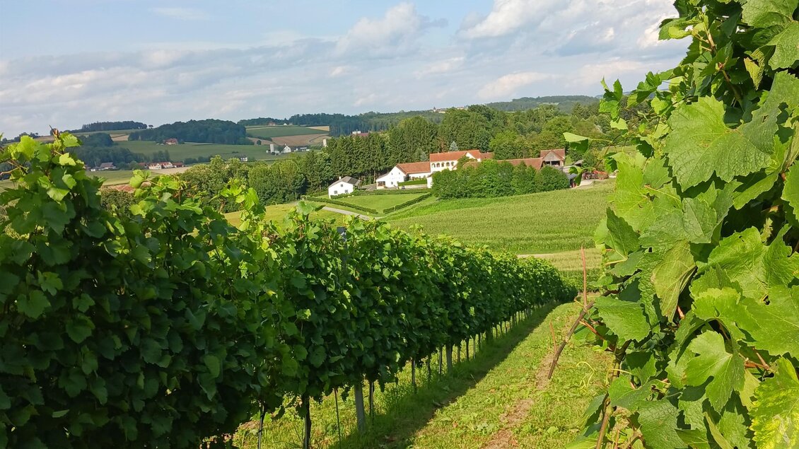 Ein malerischer Weinberg mit grünen Reben und sanften Hügeln im Hintergrund. Der Himmel ist blau und leicht bewölkt. | © Oststeiermark Tourismus