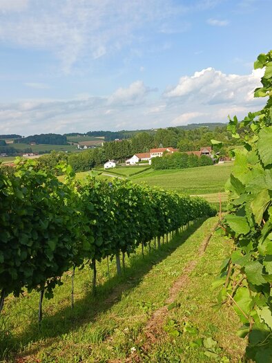 A picturesque vineyard with green vines and gentle hills in the background. The sky is blue and slightly cloudy. | © Oststeiermark Tourismus