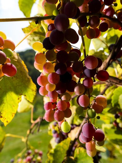Eine Traube voller reifer Weintrauben in verschiedenen Farben. Im Hintergrund sind grüne Weinberge sichtbar. | © Region Graz - Harry Schiffer
