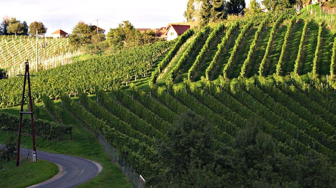 Eine malerische Weinlandschaft mit sanften Hügeln und Reihen von Weinreben. Im Hintergrund sind einige Häuser und ein klarer Himmel zu sehen. | © Steiner