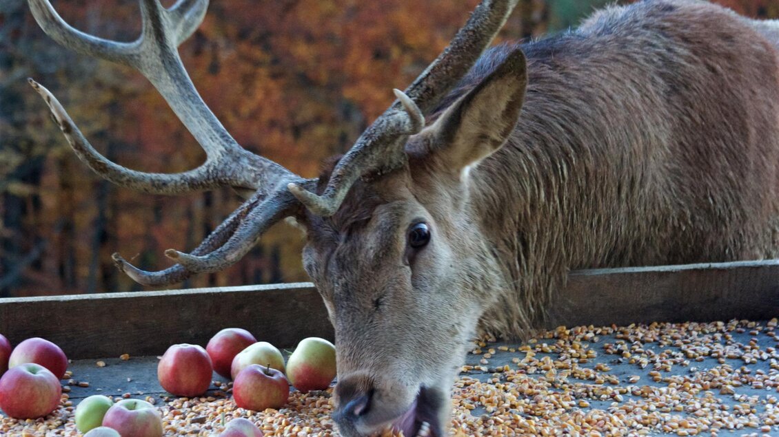 Ein Reh mit großen, verzweigten Geweih frisst Äpfel und Körner. Im Hintergrund sind farbenfrohe herbstliche Blätter zu sehen. | © Tinnauer