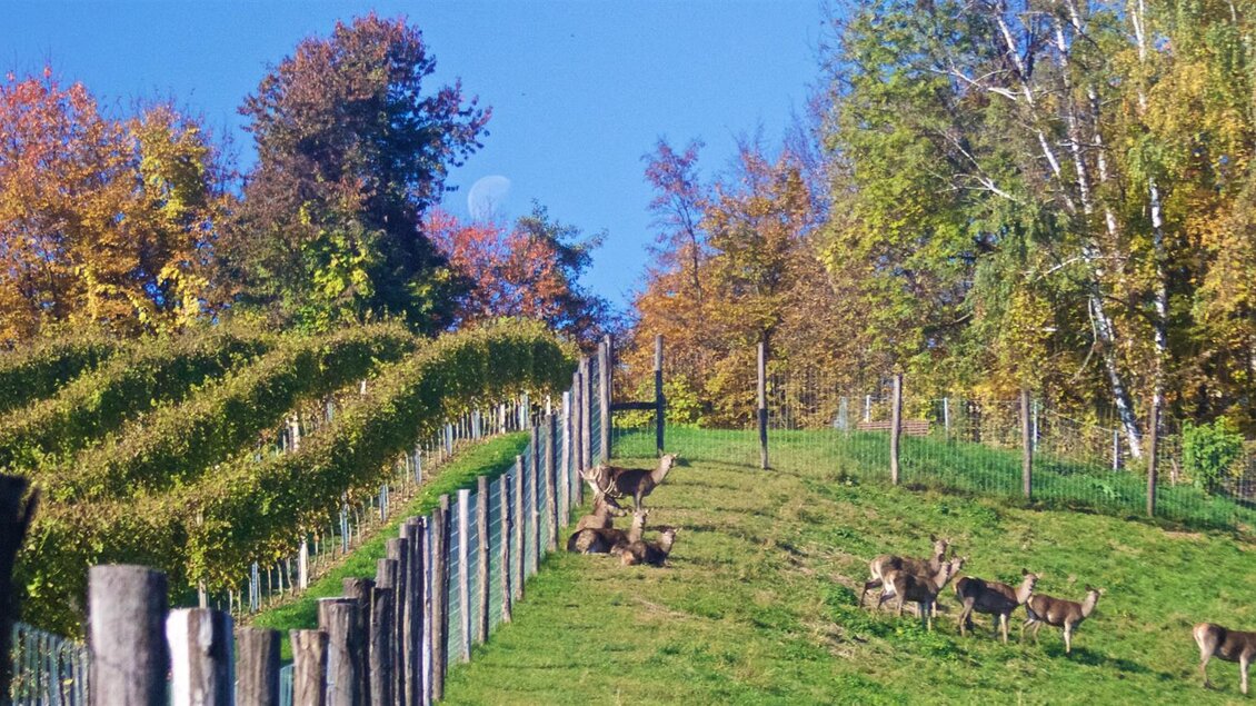 Eine idyllische Landschaft mit Weinreben und buntem Herbstlaub. In der Wiese grasen mehrere Rehe. | © Tinnauer