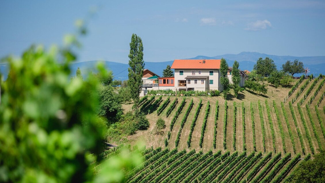 Ein malerisches Weinfeld mit Reihen von Weinreben. Im Hintergrund steht ein Haus mit rotem Dach, umgeben von Bäumen und einer sanften Landschaft. | © Tinnauer
