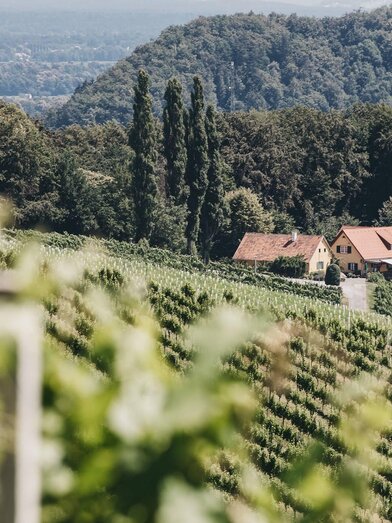 Weingut Trummer in Spielfeld | © Heldentheater | Heldentheater | © Heldentheater