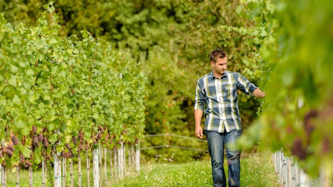 Spaziergang durch den Weingarten - Weingut Trummer | © Weingut Trummer