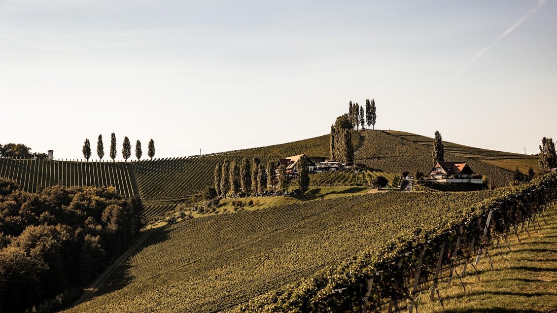Eine malerische Weinlandschaft mit sanften Hügeln und bienensteigenden Pappeln. Im Hintergrund sind traditionelle Häuser zwischen den Weinreben sichtbar.