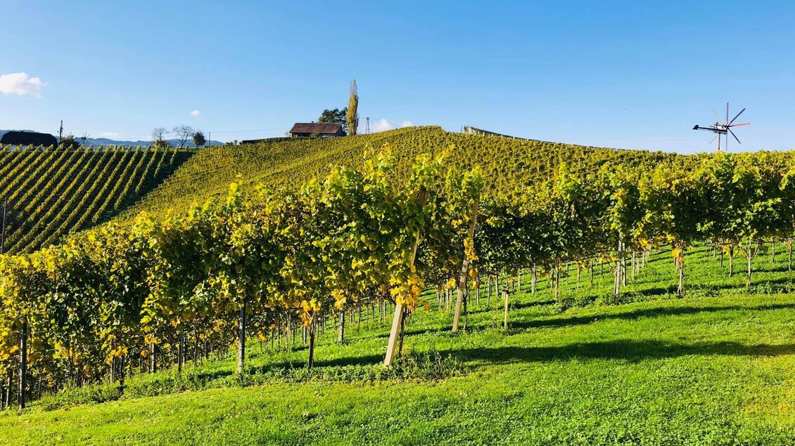 Ein malerischer Weinberg mit Reihen von Rebstöcken und sanften Hügeln. Der Himmel ist klar und blau, die Landschaft wirkt idyllisch. | © Weingut Weiss-Welle | Bettina Gratzer
