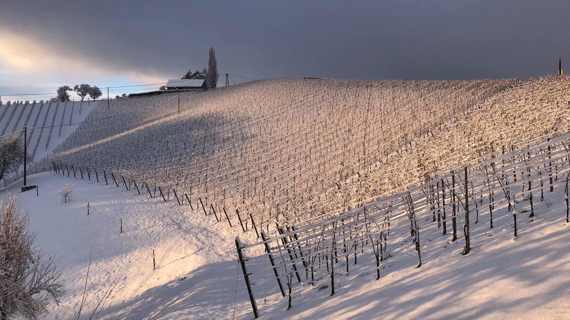 Eine verschneite Weinlandschaft mit sanften Hügeln und Reihen von Rebstöcken. Der Himmel ist bewölkt, was eine ruhige Atmosphäre schafft. | © Weingut Weiss-Welle | Bettina Gratzer