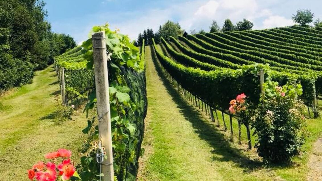 Ein malerischer Weinberg mit Reihen von Rebstöcken unter einem klaren blauen Himmel. Im Vordergrund blühen rote Blumen. | © Weinbauernhof Wildbacher | Fam. Wildbacher
