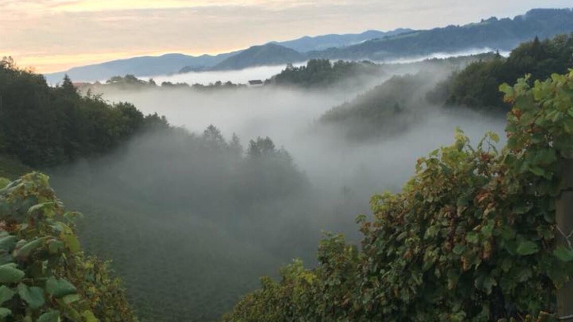 Eine ruhige Weinberglandschaft mit sanften Hügeln und dichter Morgennebel. Der Himmel ist bewölkt und das Licht gibt der Szene eine friedliche Atmosphäre. | © Weinbauernhof Wildbacher | Fam. Wildbacher