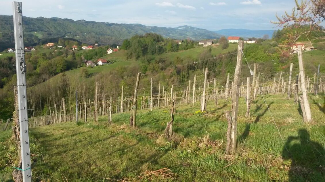 Eine grüne Weinlandschaft mit Reihen von Rebstöcken. Im Hintergrund ist eine sanfte Hügellandschaft und einige Häuser sichtbar. | © Andreas Wutti | Weingut Buschenschank Wutti
