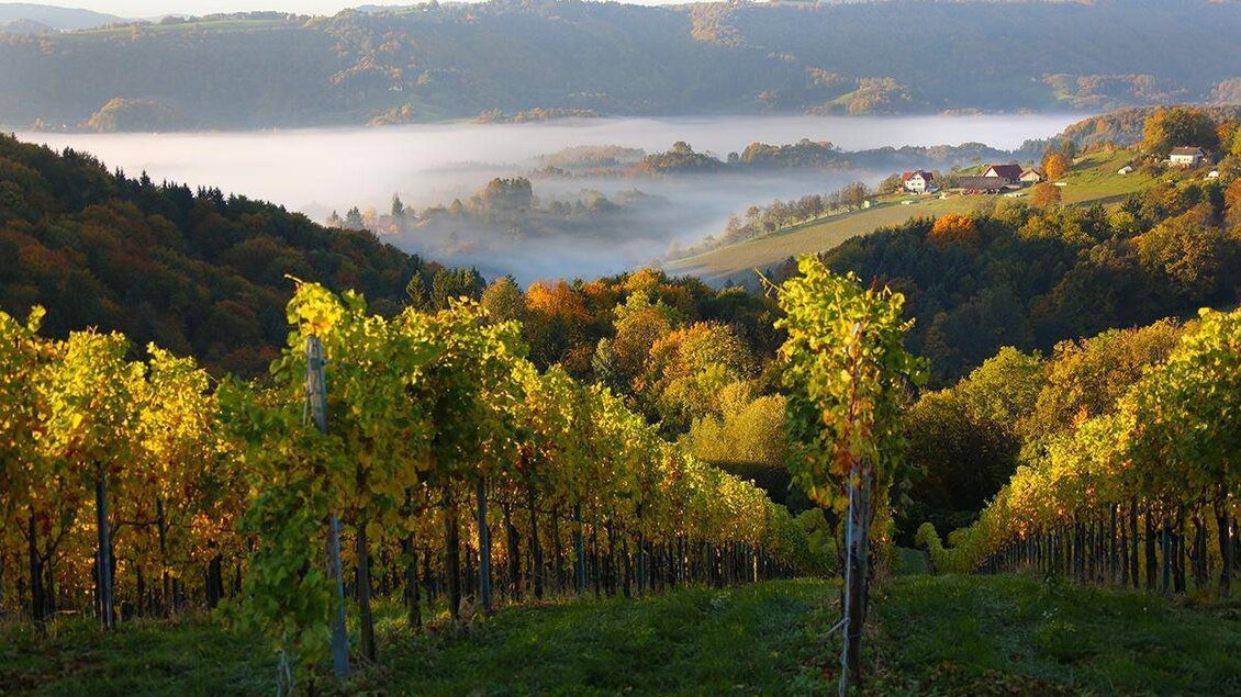 Eine malerische Weinlandschaft mit bunten Weinreben und sanften Hügeln im Hintergrund. Der Nebel schwebt über dem Tal, während die Sonne aufgeht. | © Andreas Wutti | Weingut Buschenschank Wutti