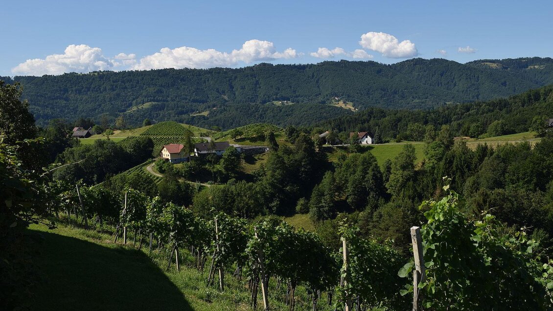 Eine malerische Landschaft mit Weinbergen und sanften Hügeln. Im Hintergrund sind Wälder und vereinzelte Häuser zu sehen unter einem klaren Himmel. | © Walter Christian Zitz | Weinhof Zitz