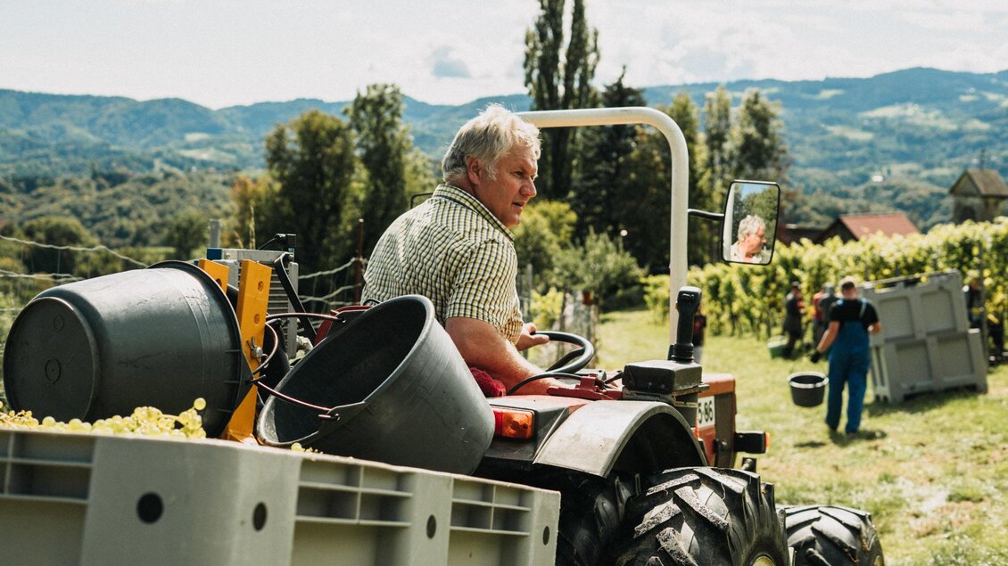 Ein Landwirt fährt einen Traktor durch die Weinberge. Im Hintergrund sind weitere Personen mit Erntebehältern zu sehen. | © Weingut & Buschenschank Zweytick | Fam. Zweytick