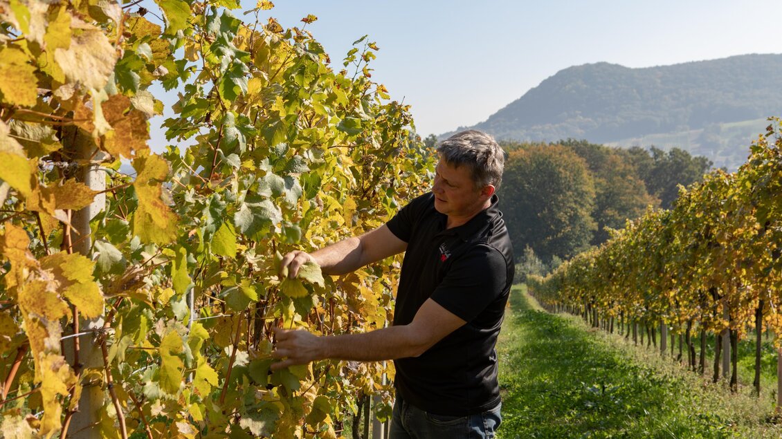 Ein Mann pflegt die Reben in einem Weinberg. Die herbstlichen Farben und die sanfte Hügellandschaft im Hintergrund schaffen eine malerische Stimmung. | © glaMUR