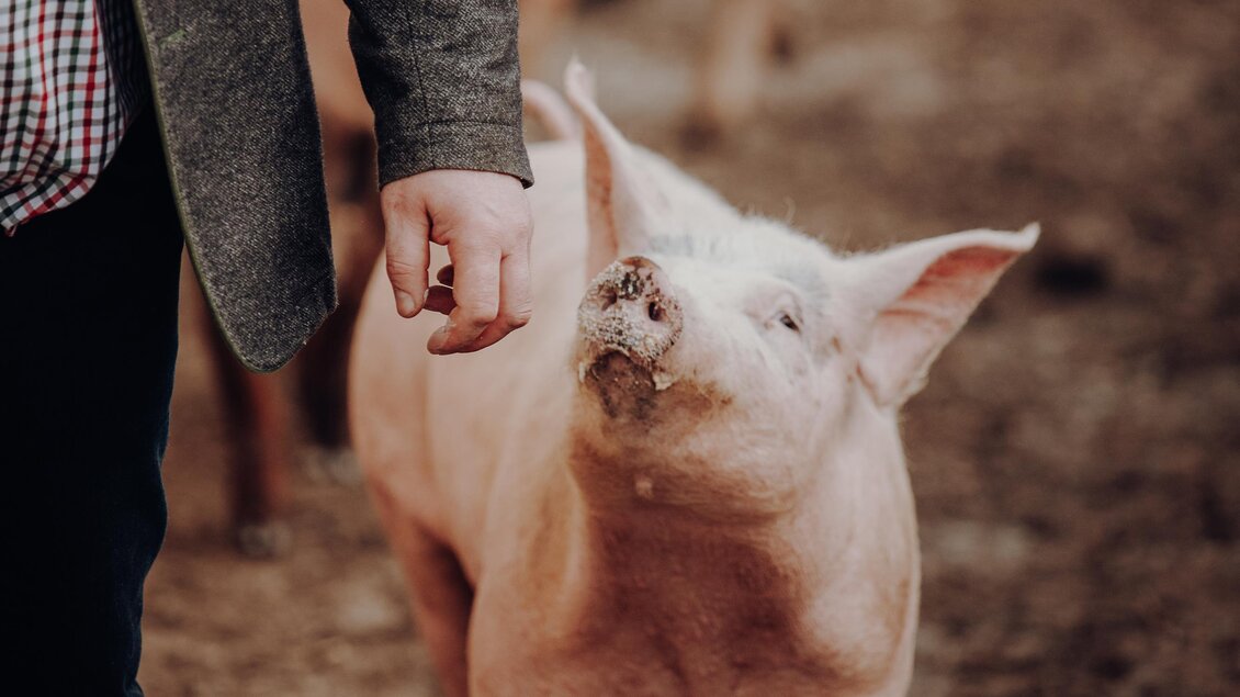 Ein Mann steht auf einem Bauernhof und interagiert mit einem kleinen Schwein. Im Hintergrund sind weitere Schweine zu sehen. | © GenussReich