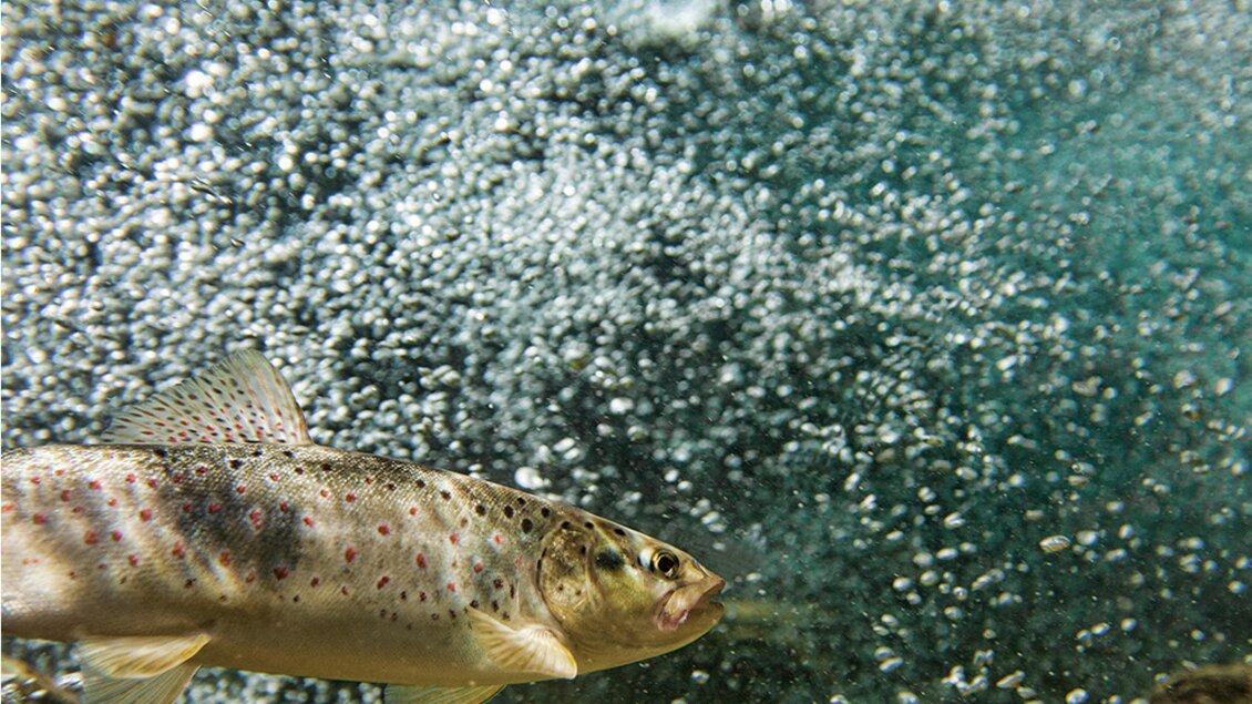 Ein Fisch schwimmt im klaren Wasser über einem sandigen Grund. Blasen steigen um ihn herum auf.